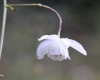 Really attractive waxy flowers hang pendulously